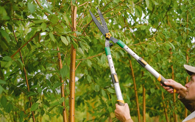 Tree trimming in Farmer, OH